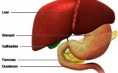 How does the liver work?